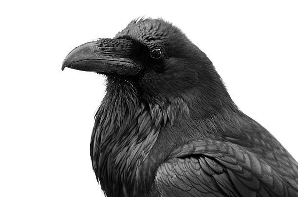 Ravenwood Reiki Our Story