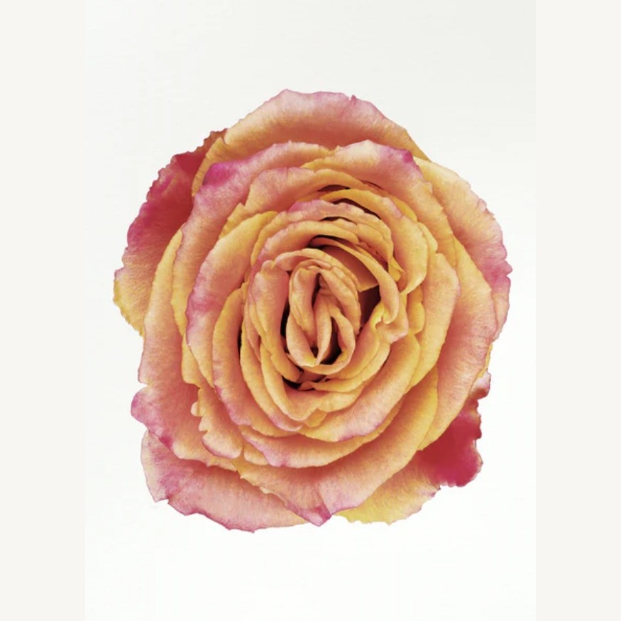 Bloom: A Women’s Circle at Ravenwood Reiki, Redwood City CA