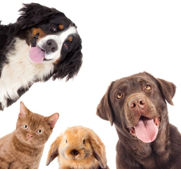 Animal Reiki at Ravenwood Reiki, Redwood City CA