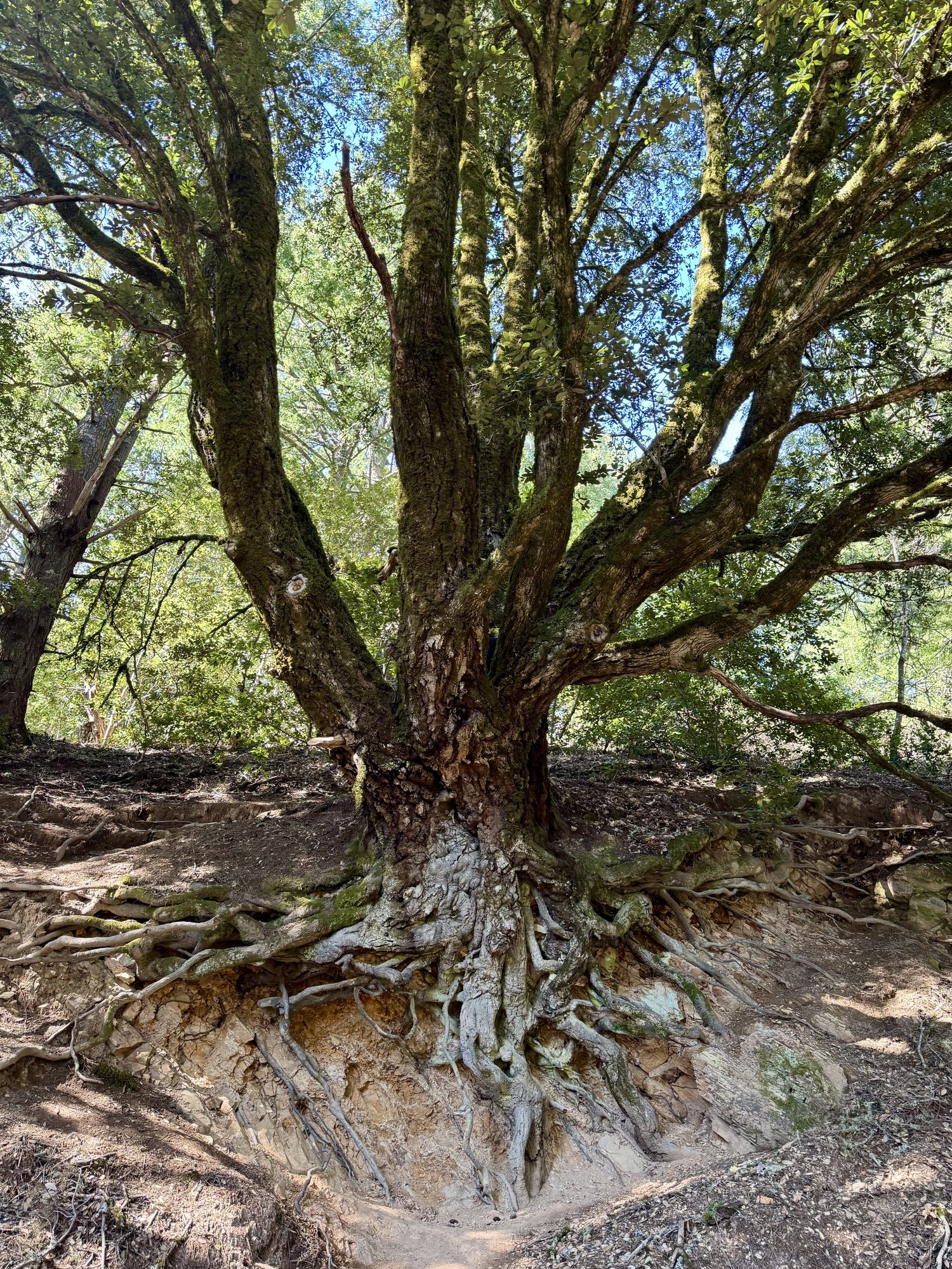 Ancient tree with exposed roots — a reminder that everything begins at the root.